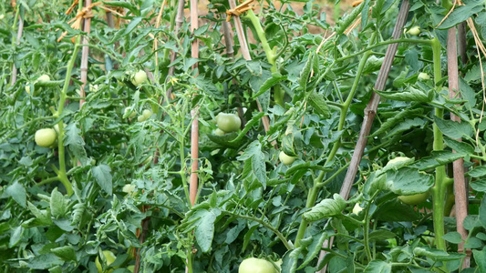 乡村蔬菜园西红柿种植视频