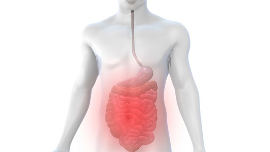 3D人体结构肠胃炎医疗模型视频