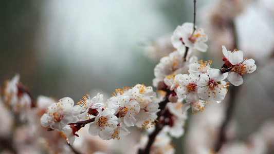 雨中的树花视频