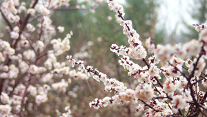 雨中的花16秒视频