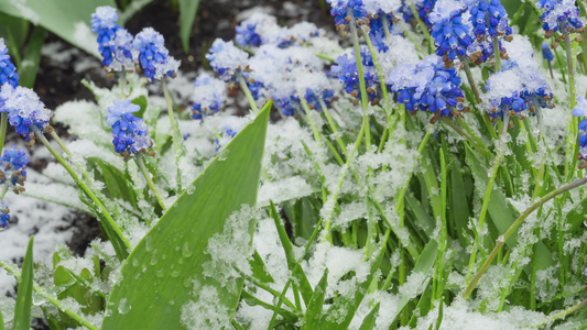 木薯花上的雪花视频