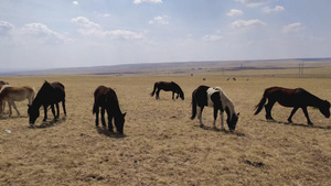 4k拍摄广阔的内蒙古大草原以及草原上的马群84秒视频