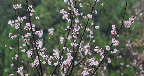 杏花春雨江南视频