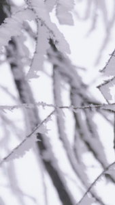 实拍唯美大雪后的树枝裹满冰雪白雪弥漫视频