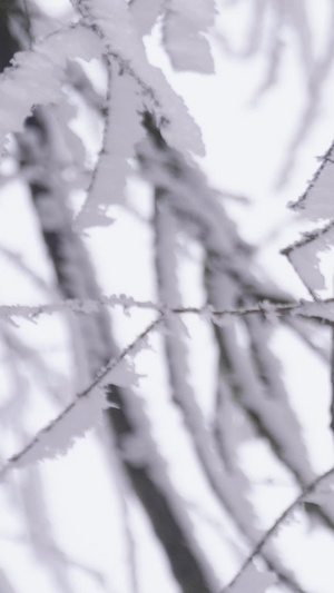 实拍唯美大雪后的树枝裹满冰雪白雪弥漫43秒视频