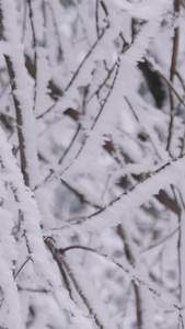 实拍唯美大雪后的树枝裹满冰雪银装素裹视频