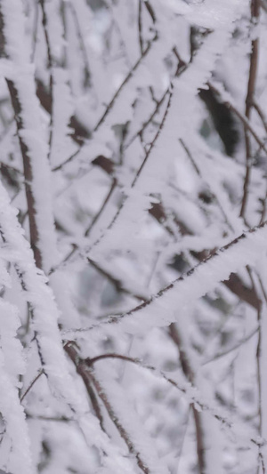 实拍唯美大雪后的树枝裹满冰雪银装素裹43秒视频