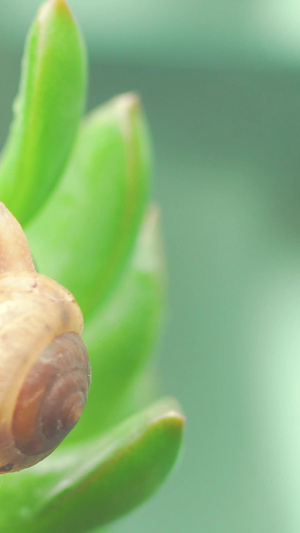 微距叶子蜗牛20秒视频