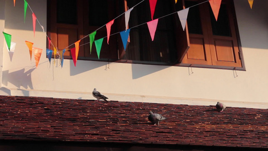 泰海公共寺庙鸟群视频