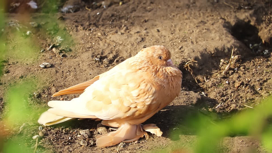 一只美丽的明亮鸽子坐在地上视频