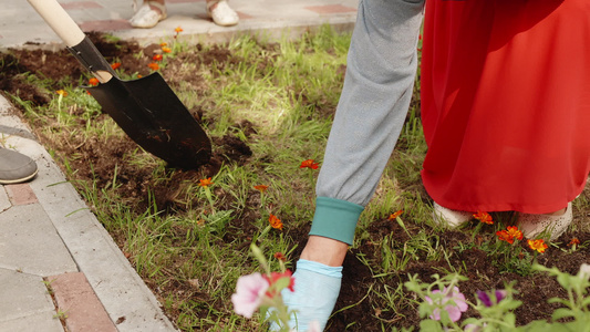 园丁手在夏季公园的绿色草坪上的土壤中种植花卉女手在视频