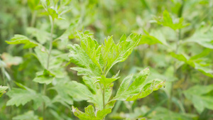 4K实拍春季艾草绿色植物20秒视频