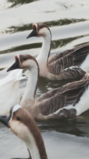 近距离拍摄农户散养的家禽鸭子大鹅素材鸭子素材112秒视频
