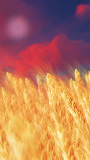 黄昏小麦秋季丰收背景视频秋天落叶20秒视频