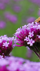 春天蜜蜂采蜜实拍素材紫色花视频