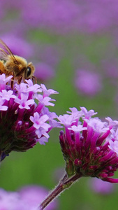 春天蜜蜂采蜜实拍素材实拍视频视频