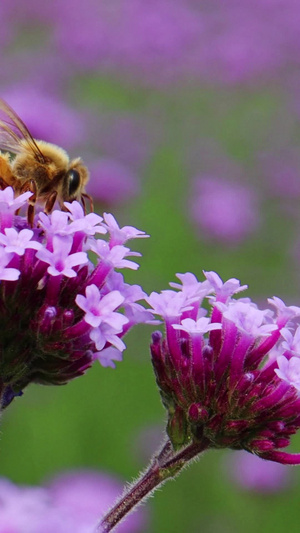 春天蜜蜂采蜜实拍素材实拍视频32秒视频