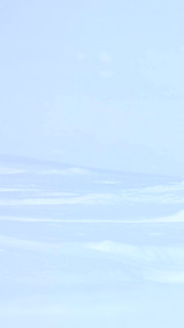 冬天雪地里的紫貂萌视频