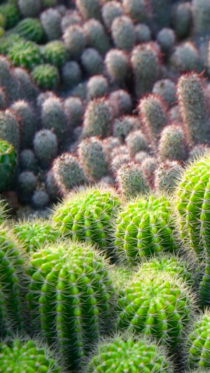 仙人掌沙生植物33秒视频