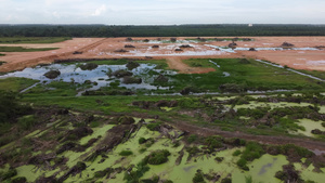 清空油棕榈种植园为其他项目铺路11秒视频