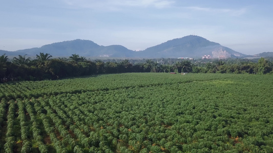 下午在马来西亚的马铃薯农场上空飞行视频