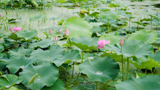 4k春天荷花池塘视频