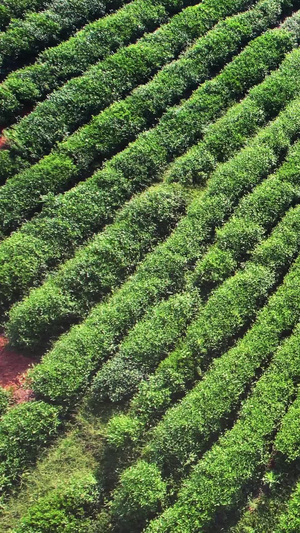航拍农业生产制造茶园茶树采茶素材生产素材59秒视频