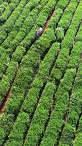 航拍农业生产制造茶园茶树采茶素材农业素材视频