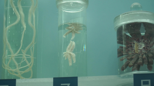 深海动物海洋生物水产海螺龙虾螃蟹标本视频