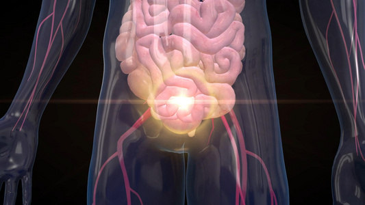 三维人体结构肠胃炎示意视频视频