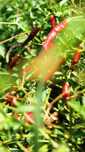 农业辣椒产业种植红辣椒74秒视频