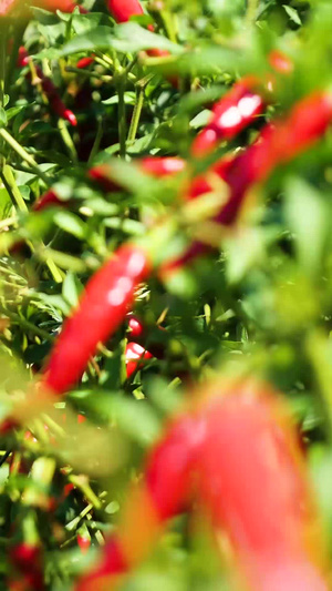 农业辣椒产业种植朝天椒74秒视频