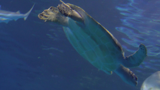 深海海龟乌龟水龟海底视频