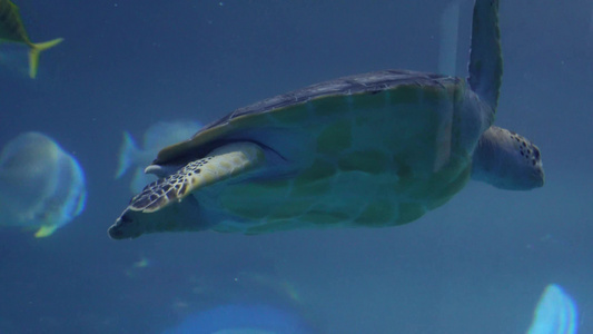 深海海龟乌龟水龟海底视频