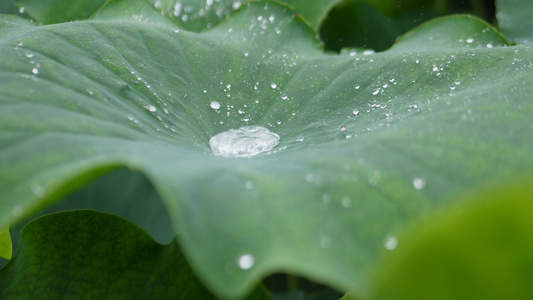 升格拍摄高清雨珠荷叶视频