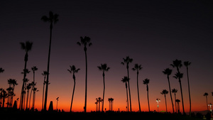 夏日黄昏紫色的夕阳棕榈树13秒视频