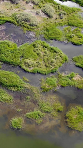 沼泽湿地俯视航拍大地母亲视频
