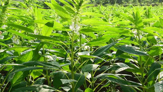 乡村芝麻作物种植芝麻地4k实拍视频