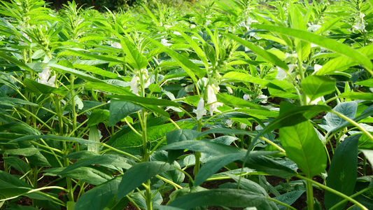 乡村芝麻作物种植芝麻地4k实拍视频