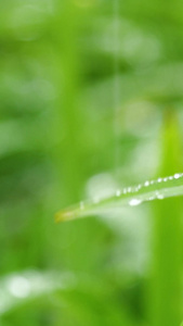 春天草地雨中草地植物绿植小草空境生机勃勃视频