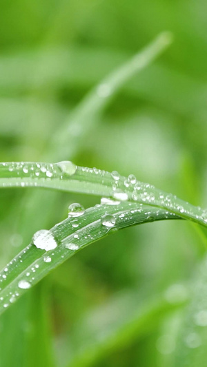春天草地雨中草地植物绿植小草空境雨中绿草20秒视频