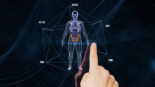 3D人体医疗循环系统模型视频