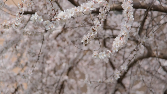 春天在盛开的桃花上采蜜的蜜蜂视频