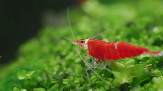 圣兰塔水晶红矮人虾留在绿草上在淡水中清洗其腿部视频