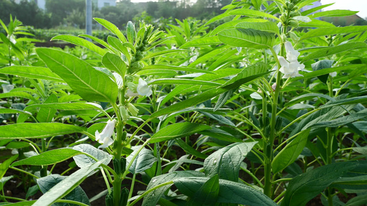 乡村芝麻作物种植芝麻地4k实拍视频