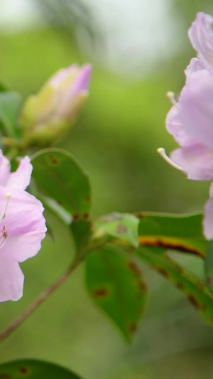 深圳梧桐山盛开的毛棉杜鹃花丝线吊芙蓉25秒视频