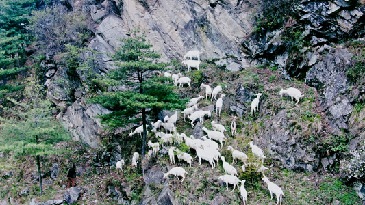 山羊吃草视频