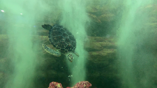 动物园里的海龟在玩耍吐泡泡视频