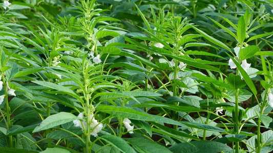 乡村芝麻作物种植芝麻地4k实拍视频