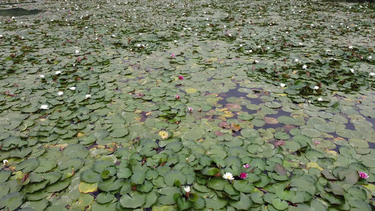 旅行苏州航拍阳澄湖视频